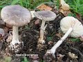 Amanita porphyria-amf226
